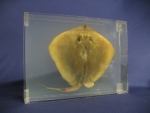 Foto Galerie/Myliobatiformes/Dasyatis pastinaca_01_SS.jpg